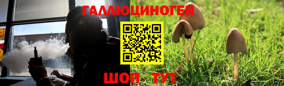 Галлюциногенные грибы Psilocybe  Вход с VPN  Гусиноозёрск 